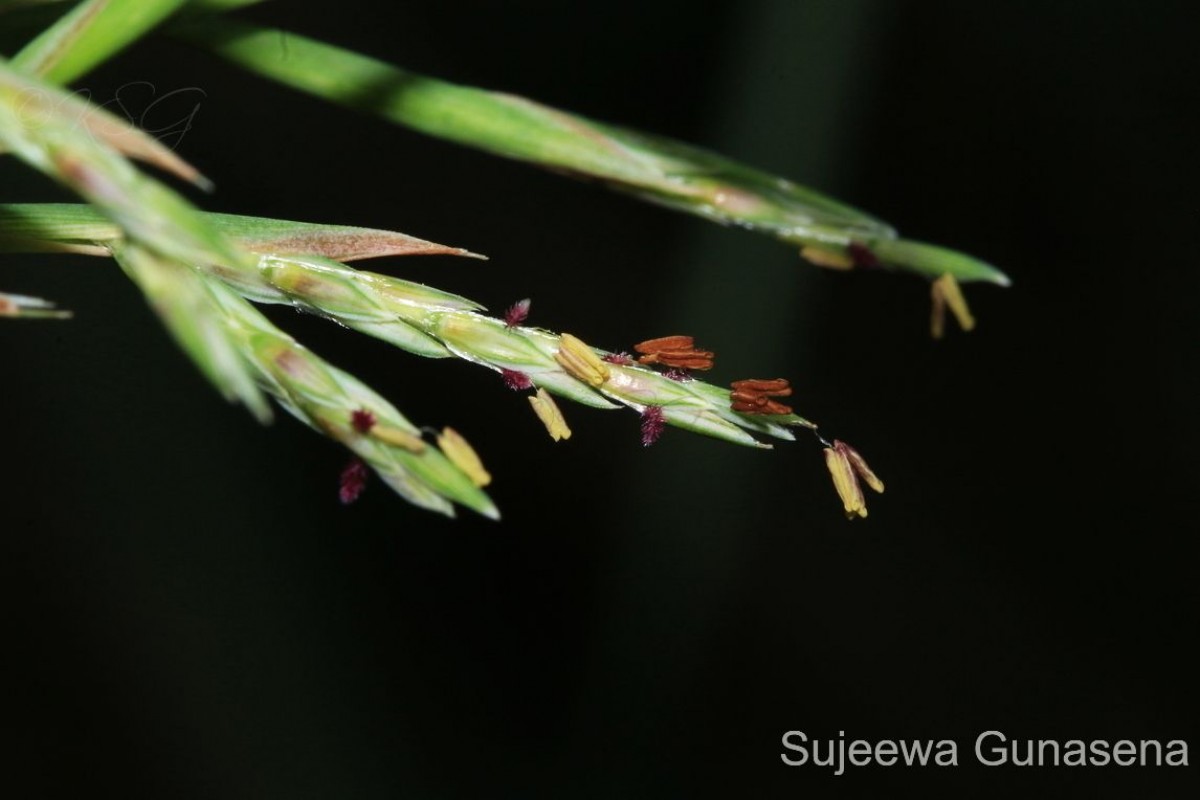 Cymbopogon citratus (DC.) Stapf